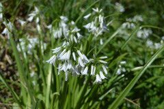 Allium triquetrum_Mariona Alonso