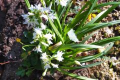 Allium triquetrum_Merce Vallicrosa CC BY-NC