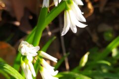 Allium triquetrum_Merce Vallicrosa CC BY-NC