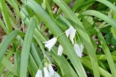 Allium triquetrum_Montserrat Garcia