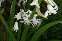 Allium triquetrum_Neus Julia CC BY-SA