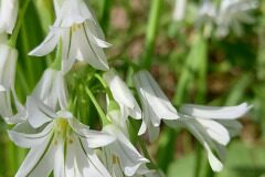 Allium triquetrum_Neus Julia 