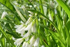 Allium triquetrum_Neus Julia 