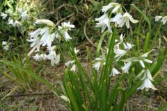 Allium triquetrum_Pep Alboquers CC BY-NC