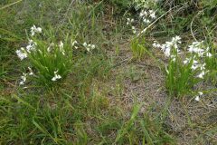 Allium triquetrum_Pep Alboquers CC BY-NC