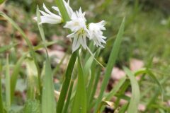 Allium triquetrum_Sonia Garcia CC BY-NC