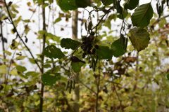 Alnus glutinosa_Gabriel Huguet