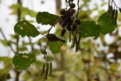 Alnus glutinosa_Gabriel Huguet