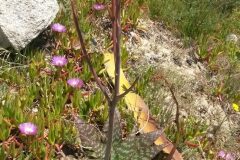 Aloe maculata_Jordi Puyelo