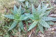Aloe maculata_Josep Gesti CC BY-SA
