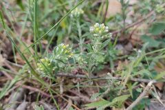 Alyssum alyssoides_Eden Ramirez