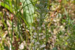 Alyssum alyssoides_Eden Ramirez