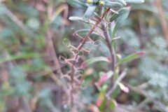 Alyssum alyssoides_Merce Vallicrosa CC BY-NC