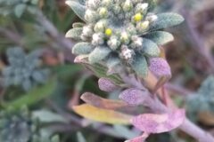 Alyssum alyssoides_Merce Vallicrosa CC BY-NC