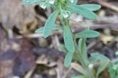 Alyssum alyssoides_Merce Vallicrosa CC BY-NC