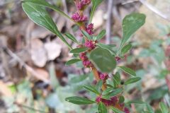 Amaranthus blitoides_Merce Vallicrosa CC BY-NC