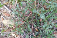 Amaranthus blitoides_Merce Vallicrosa CC BY-NC