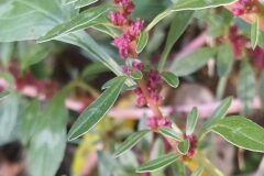 Amaranthus blitoides_Merce Vallicrosa CC BY-NC