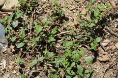 Amaranthus deflexus_Joaquim Reberte