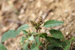 Amaranthus deflexus_Joaquim Reberte