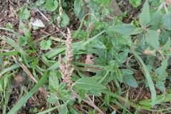 Amaranthus deflexus_Jordi Espar CC BY