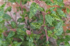 Amaranthus deflexus_Merce Vallicrosa CC BY-NC