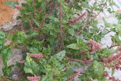 Amaranthus deflexus_Merce Vallicrosa CC BY-NC