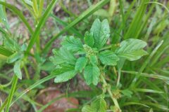 Amaranthus emarginatus_Josep Gesti CC BY-SA