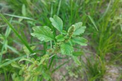 Amaranthus emarginatus_Josep Gesti CC BY-SA