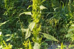 Amaranthus hybridus_Merce Vallicrosa CC BY-NC