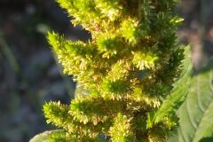 Amaranthus hybridus_Merce Vallicrosa CC BY-NC