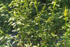 Amaranthus hybridus_Merce Vallicrosa CC BY-NC