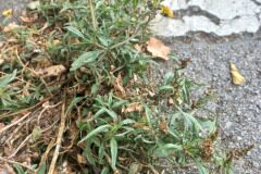 Amaranthus muricatus_Pere Barnola CC BY-SA