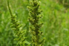 Amaranthus retroflexus_Joaquim Reberte CC BY-NC