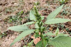 Amaranthus retroflexus_Joaquim Reberte CC BY-NC