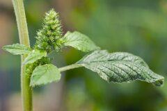 Amaranthus retroflexus_Joaquim Reberte