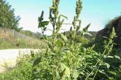 Amaranthus retroflexus_Joaquim Reberte