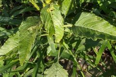 Amaranthus retroflexus_Merce Vallicrosa CC BY-NC