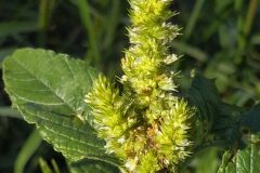 Amaranthus retroflexus_Merce Vallicrosa CC BY-NC