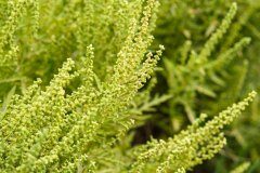 Ambrosia psilostachya_Joaquim Reberte