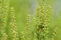 Ambrosia psilostachya_Joaquim Reberte