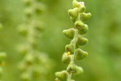 Ambrosia psilostachya_Joaquim Reberte