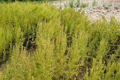 Ambrosia psilostachya_Joaquim Reberte