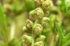 Ambrosia psilostachya_Joaquim Reberte