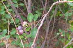 Amelanchier ovalis_Merce Vallicrosa CC BY-NC