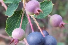 Amelanchier ovalis_Merce Vallicrosa CC BY-NC