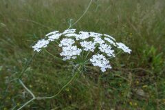Ammi majus_Josep Llovera CC BY-NC