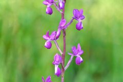 Anacamptis laxiflora_Joaquim Reberte