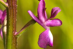 Anacamptis laxiflora_Joaquim Reberte