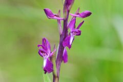 Anacamptis laxiflora_Joaquim Reberte